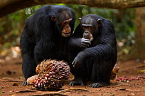 Western chimpanzee (Pan troglodytes verus)   alpha male 'Foaf' aged 30 years looking curiously at female 'Jire' aged 52 years as she feeds on palm oil fruits, Bossou Forest, Mont Nimba, Guinea. Januar...