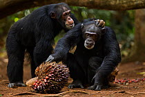 Western chimpanzee (Pan troglodytes verus)   female 'Jire' aged 52 years being groomed by alpha male 'Foaf' aged 30 years, whilst she feeds on palm oil fruit, Bossou Forest, Mont Nimba, Guinea. Januar...