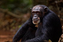 Western chimpanzee (Pan troglodytes verus)   female 'Jire' aged 52 years sitting portrait, Bossou Forest, Mont Nimba, Guinea. January 2011.