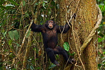 Western chimpanzee (Pan troglodytes verus)   female 'Fanle' aged 13 years in tree to collect leaves to make a tool to collect water from a hole in a tree, Bossou Forest, Mont Nimba, Guinea. January 20...