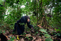 Western chimpanzee (Pan troglodytes verus)   young male 'Jeje' aged 13 years walking through the forest, wide angle perspective, Bossou Forest, Mont Nimba, Guinea. January 2011.