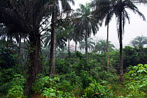 Bossou Forest, Mont Nimba, Guinea, December  2010.