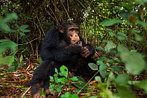 Western chimpanzee (Pan troglodytes verus)   seen through vegetation, young male 'Jeje' aged 13 years feeding on plant stems, Bossou Forest, Mont Nimba, Guinea. December 2010.