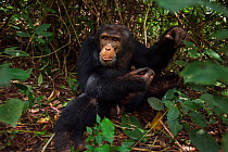 Western chimpanzee (Pan troglodytes verus)   young male 'Jeje' aged 13 years sitting in vegetation, seen through vegetation, Bossou Forest, Mont Nimba, Guinea. December 2010.