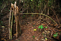 Snare found in Bossou Forest, Mont Nimba, Guinea. January 2011.