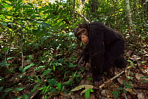 Western chimpanzee (Pan troglodytes verus)   young male 'Jeje' aged 13 years walking through the forest, wide angle perspective, Bossou Forest, Mont Nimba, Guinea. January 2011.