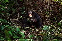 Western chimpanzee (Pan troglodytes verus)   young male 'Jeje' aged 13 years feeding on vegetation, Bossou Forest, Mont Nimba, Guinea. January 2011.