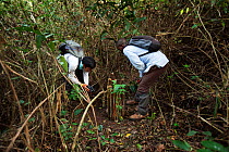 People taking photos of snare found in Bossou Forest, Mont Nimba, Guinea. January 2011.