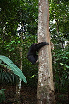 Western chimpanzee (Pan troglodytes verus)   young male 'Jeje' aged 13 years coming down from a tree, Bossou Forest, Mont Nimba, Guinea. January 2011.