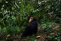 Western chimpanzee (Pan troglodytes verus)   young male 'Jeje' aged 13 years feeding on leaves, Bossou Forest, Mont Nimba, Guinea. January 2011.
