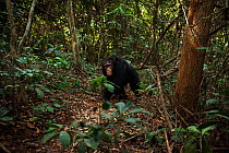 Western chimpanzee (Pan troglodytes verus)   young male 'Jeje' aged 13 years walking through the forest, Bossou Forest, Mont Nimba, Guinea. January 2011.
