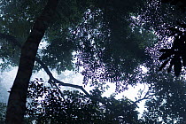 Early morning mist through canopy in Bossou Forest, Mont Nimba, Guinea. December 2010.