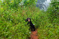 Western chimpanzee (Pan troglodytes verus)   young male 'Jeje' aged 13 years sitting at the edge of a path, Bossou Forest, Mont Nimba, Guinea. December 2010.