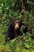 Western chimpanzee (Pan troglodytes verus)   young male 'Jeje' aged 13 years sitting amongst vegetation, Bossou Forest, Mont Nimba, Guinea. December 2010.