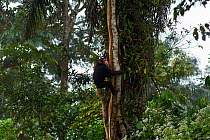 Western chimpanzee (Pan troglodytes verus)   juvenile female 'Joya' aged 6 years climbing a tree, Bossou Forest, Mont Nimba, Guinea. December 2010.