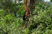 Western chimpanzee (Pan troglodytes verus)   juvenile female 'Joya' aged 6 years climbing a tree, Bossou Forest, Mont Nimba, Guinea. December 2010.