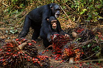 Western chimpanzees female 'Jire' aged 52 and her daughter 'Joya' aged 6 years feeding on palm oil fruits stored by villagers, Bossou Forest, Mont Nimba, Guinea. December 2010.