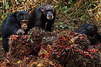 Western chimpanzees female 'Jire' aged 52 and her daughter 'Joya' aged 6 years and son 'Jeje' aged 13 years feeding on palm oil fruits stored by villagers, Bossou Forest, Mont Nimba, Guinea. December...