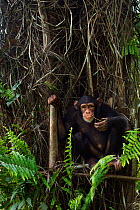 Western chimpanzee (Pan troglodytes verus)   juvenile female 'Joya' aged 6 years feeding on fern leaves, Bossou Forest, Mont Nimba, Guinea. December 2010.