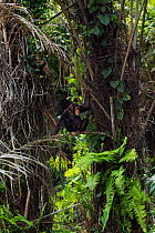 Western chimpanzee (Pan troglodytes verus)   juvenile female 'Joya' aged 6 years feeding on fern leaves, Bossou Forest, Mont Nimba, Guinea. December 2010.