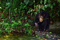 Western chimpanzee (Pan troglodytes verus)   young male 'Jeje' aged 13 years using a tool made from a stem for 'Algae Scooping', Bossou Forest, Mont Nimba, Guinea. December 2010.