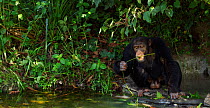 Western chimpanzee (Pan troglodytes verus)   young male 'Jeje' aged 13 years using a tool made from a stem for 'Algae Scooping', Bossou Forest, Mont Nimba, Guinea. December 2010.