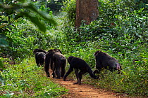 Western chimpanzee (Pan troglodytes verus)   community emerging from the undergrowth to walk along a path, Bossou Forest, Mont Nimba, Guinea. December 2010.