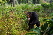 Western chimpanzee (Pan troglodytes verus)   young male 'Jeje' aged 13 years stealing pineapple from villagers fields, Bossou Forest, Mont Nimba, Guinea. December 2010.