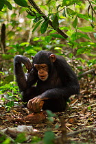 Western chimpanzee (Pan troglodytes verus)   juvenile female 'Joya' aged 6 years using rocks as tools to crack open palm oil nuts, Bossou Forest, Mont Nimba, Guinea. December 2010.