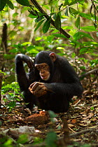 Western chimpanzee (Pan troglodytes verus)   juvenile female 'Joya' aged 6 years using rocks as tools to crack open palm oil nuts, Bossou Forest, Mont Nimba, Guinea. December 2010.