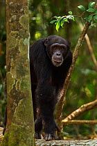 Western chimpanzee (Pan troglodytes verus)   young male 'Peley' aged 12 years walking along the trunk of a fallen tree, Bossou Forest, Mont Nimba, Guinea. December 2010.