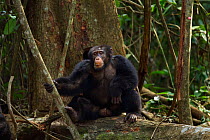 Western chimpanzee (Pan troglodytes verus)   young male 'Jeje' aged 13 years sitting on a fallen tree hairs bristling before a display, Bossou Forest, Mont Nimba, Guinea. December 2010.