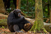 Western chimpanzee (Pan troglodytes verus)   young male 'Peley' aged 12 years feeding on palm oil fruits, Bossou Forest, Mont Nimba, Guinea. December 2010.