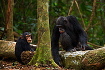 Western chimpanzee (Pan troglodytes verus)   juvenile female 'Joya' aged 6 years and young male 'Peley' aged 12 years feeding on palm nuts, Bossou Forest, Mont Nimba, Guinea. December 2010.