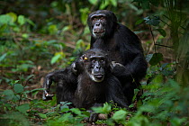 Western chimpazee (Pan troglodytes verus) young male 'Peley' aged 12 years and his mother 'Pama' aged 43 years on alert listening to unidentified sound,  Bossou Forest, Mont Nimba, Guinea. December 20...