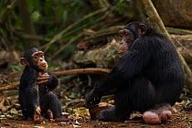 Western chimpazee (Pan troglodytes verus) infant male 'Flanle' aged 3 years sitting with his mother 'Fanle' aged 13 years while she is cracking palm oil nuts using rocks as tools, Bossou Forest, Mont...