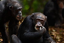 Western chimpazee (Pan troglodytes verus) female 'Velu' aged 51 years watching another female 'Jire' aged 52 years intently, Bossou Forest, Mont Nimba, Guinea. January 2011.