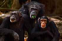 Western chimpazee (Pan troglodytes verus)females 'Yo' aged 49 years, 'Fana' aged 54 years and juvenile female 'Joya' aged 6 years sitting portrait, Bossou Forest, Mont Nimba, Guinea. January 2011.