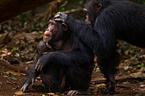 Western chimpazee (Pan troglodytes verus) female 'Fanle' aged 13 years with suckling male infant 'Flanle' aged 3 years being groomed by alpha male 'Foaf' aged 30 years, Bossou Forest, Mont Nimba, Guin...