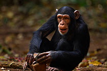 Western chimpazee (Pan troglodytes verus) juvenile female 'Joya' aged 6 years using rocks as tools to crack open palm oil nuts, Bossou Forest, Mont Nimba, Guinea. January 2011.