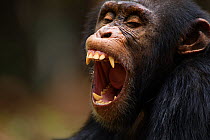 Western chimpazee (Pan troglodytes verus) young male 'Jeje' aged 13 years yawning portrait. Bossou Forest, Mont Nimba, Guinea. January 2011.