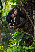 Western chimpazee (Pan troglodytes verus) juvenile female 'Joya' aged 6 years feeding on fern leaves, Bossou Forest, Mont Nimba, Guinea. December 2010.