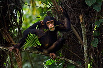 Western chimpazee (Pan troglodytes verus) juvenile female 'Joya' aged 6 years feeding on fern leaves. Bossou Forest, Mont Nimba, Guinea. December 2010.