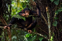 Western chimpazee (Pan troglodytes verus) juvenile female 'Joya' aged 6 years feeding on fern leaves. Bossou Forest, Mont Nimba, Guinea. December 2010.