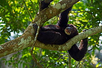 Western chimpazee (Pan troglodytes verus) female 'Jire' aged 52 years lying on a branch, Bossou Forest, Mont Nimba, Guinea. December 2010.