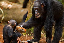Western chimpazee (Pan troglodytes verus) female 'Fana' aged 54 years showing her infant grandson 'Flanle' aged 3 years how to crack open palm oil nuts, Bossou Forest, Mont Nimba, Guinea. January 2011...