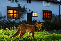 Red fox (Vulpes vulpes) in suburban garden at night. Kent, UK, August, taken with camera trap. Property released. Property released.