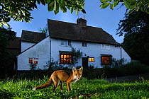 Red fox (Vulpes vulpes) eating pet food left out for it in suburban garden at twilight, Kent, UK, August, taken with camera trap. Did you know? Foxes first colonised British cities in the 1930-40s....