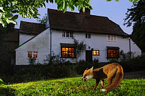 Red fox (Vulpes vulpes) eating pet food left out for it in a suburban garden, at twilight, Kent, UK, August, taken with camera trap Property released.