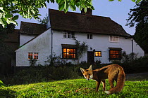Red fox (Vulpes vulpes) eating pet food left out for it in a suburban garden, at twilight, Kent, UK, August, taken with camera trap Property released. (This image may be licensed either as rights mana...